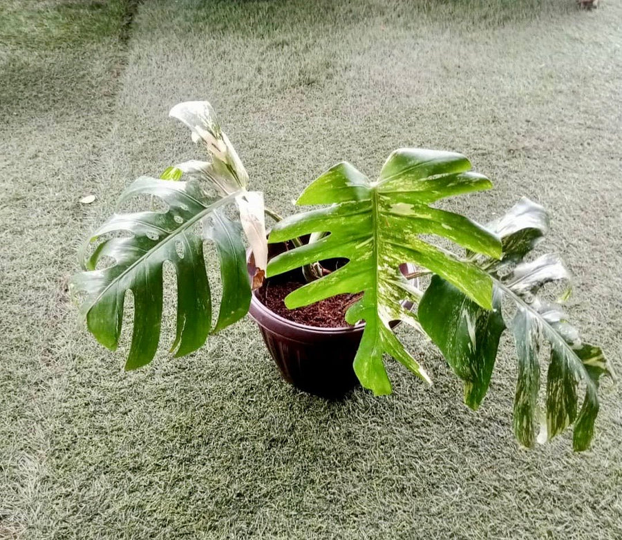 Monstera Deliciosa Variegated 50cm - Savvy Gardens Centre