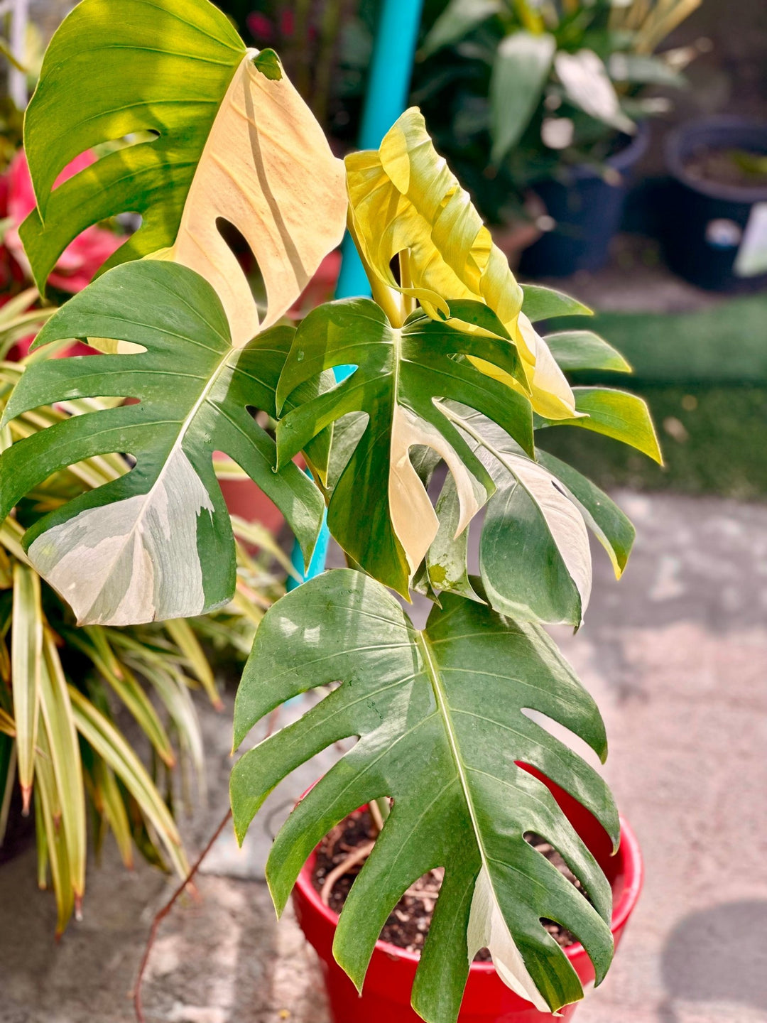 Monstera Deliciosa Variegated 80cm - Savvy Gardens Centre