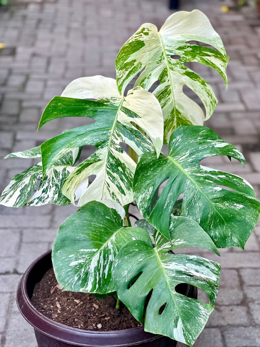 Monstera Deliciosa Variegated 80cm - Savvy Gardens Centre