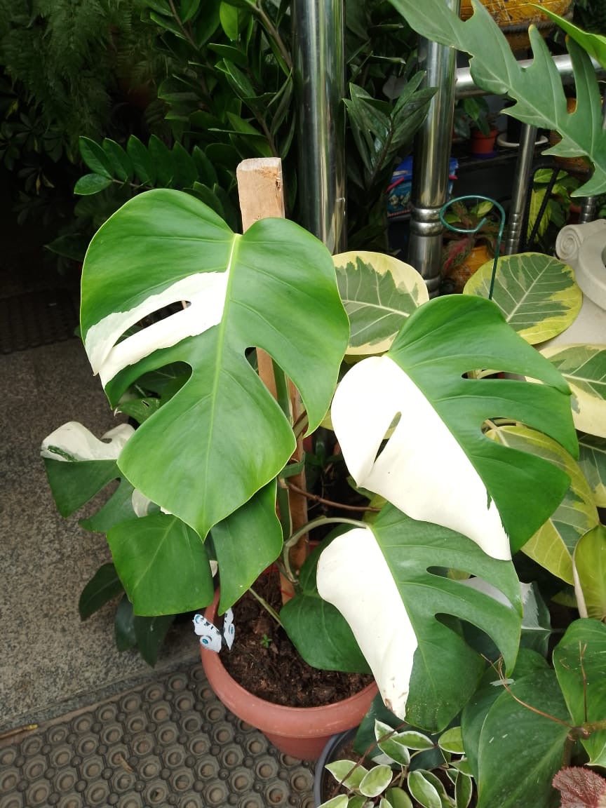 Monstera Deliciosa Variegated 80cm - Savvy Gardens Centre