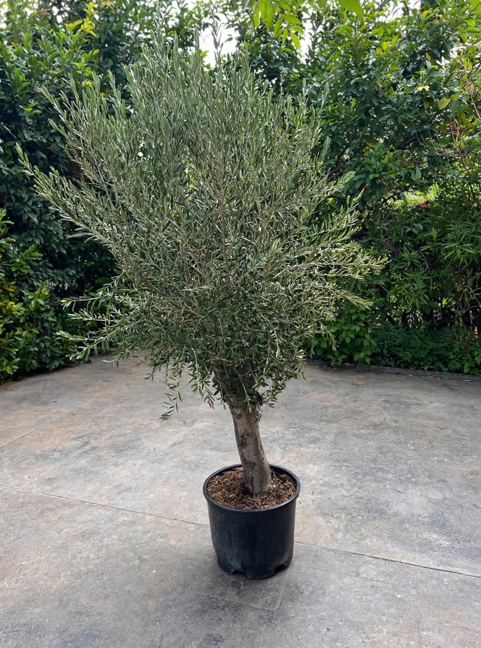 Olea Europaea 220cm - Savvy Gardens Centre