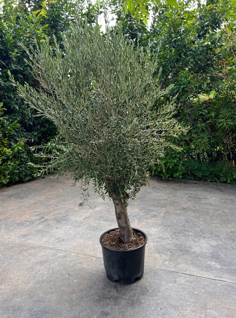 Olea Europaea 220cm - Savvy Gardens Centre