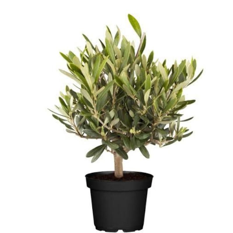 Olea Europaea (Olive Plant)32cm - Savvy Gardens Centre
