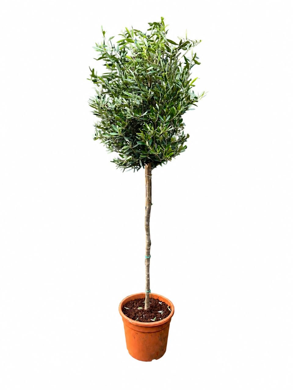 Olea Europaea( Olive Tree) 95Cm - Savvy Gardens Centre