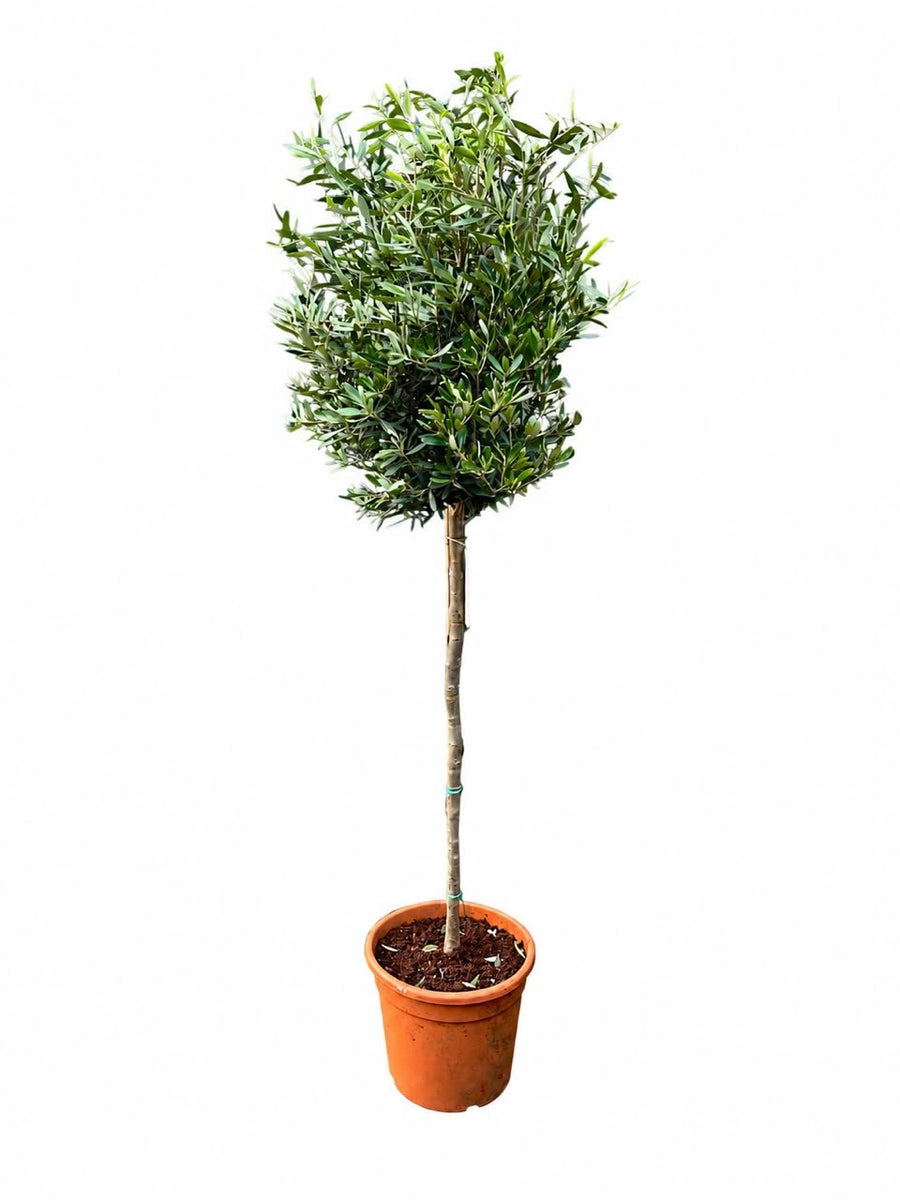 Olea Europaea( Olive Tree) 95Cm - Savvy Gardens Centre