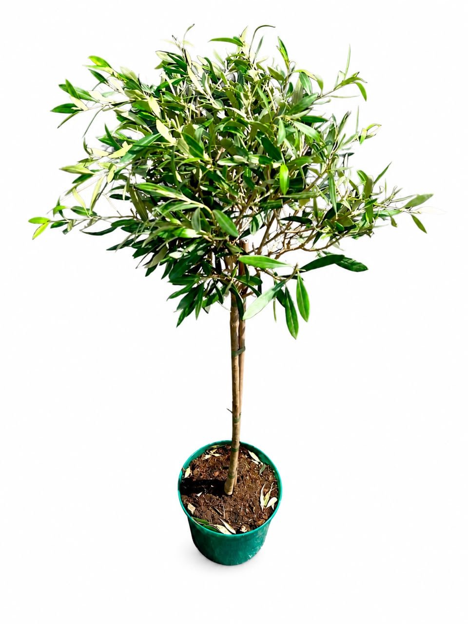 Olea Europaea(Olive Tree) 65cm - Savvy Gardens Centre