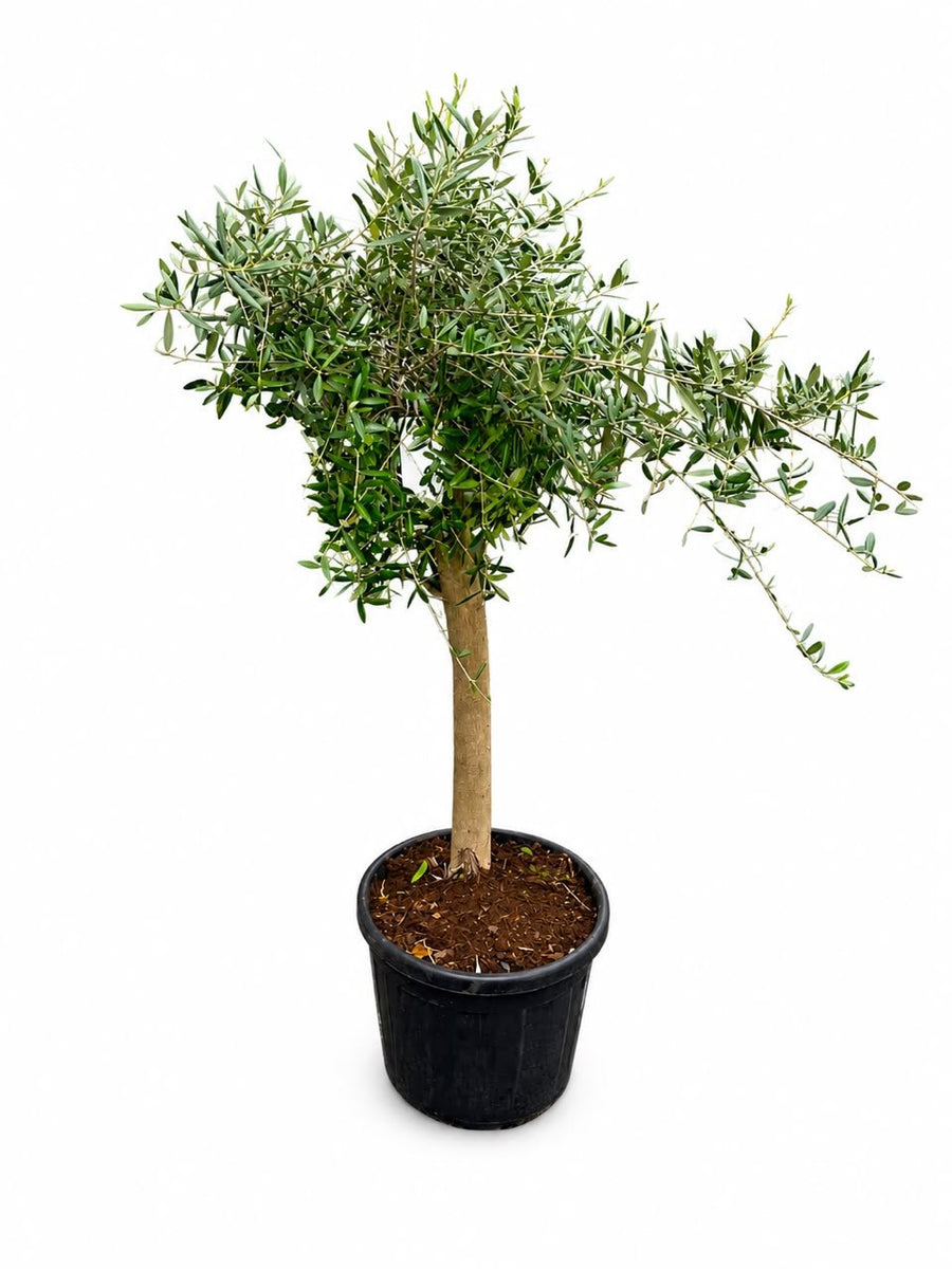 Olea Europaea(Olive Tree)160cm - Savvy Gardens Centre