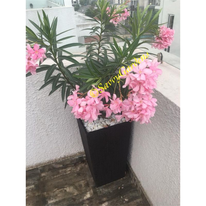 Oleander Nerium Potted In Plastic Pot - Savvy Gardens Centre