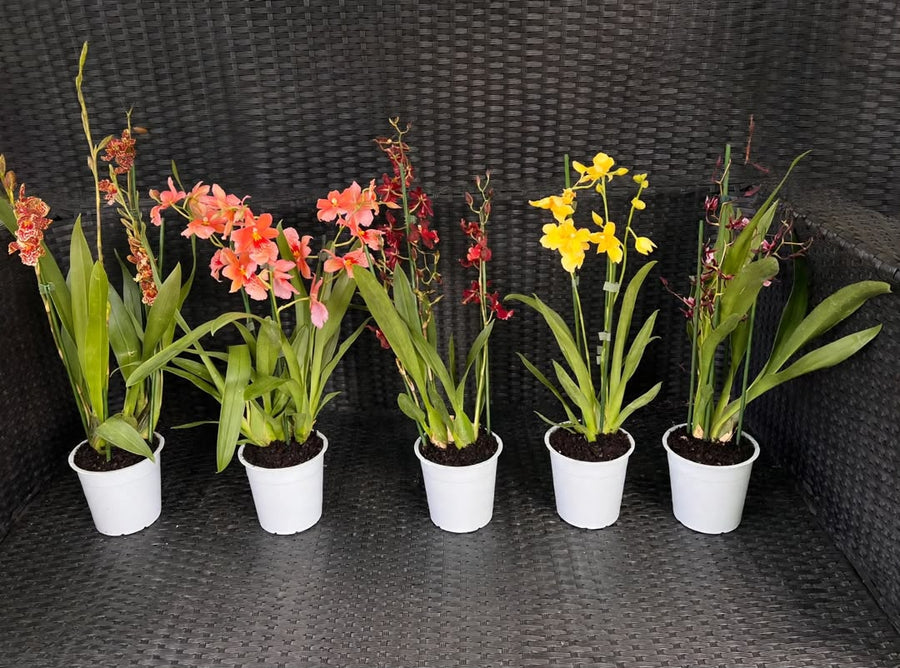 Oncidium Alliance Orchids - Savvy Gardens Centre