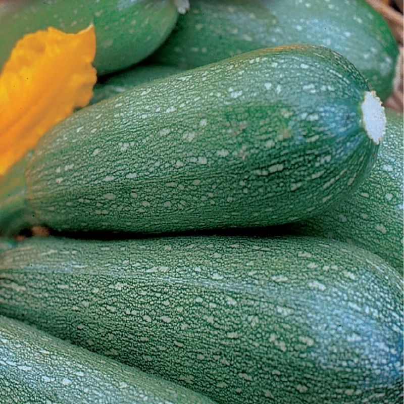 Organic Ferry Morse Squash,Summer Grey Zucchini - Savvy Gardens Centre