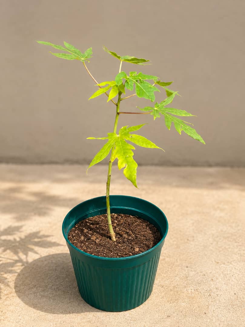 Pawpaw Seedlings - Savvy Gardens Centre