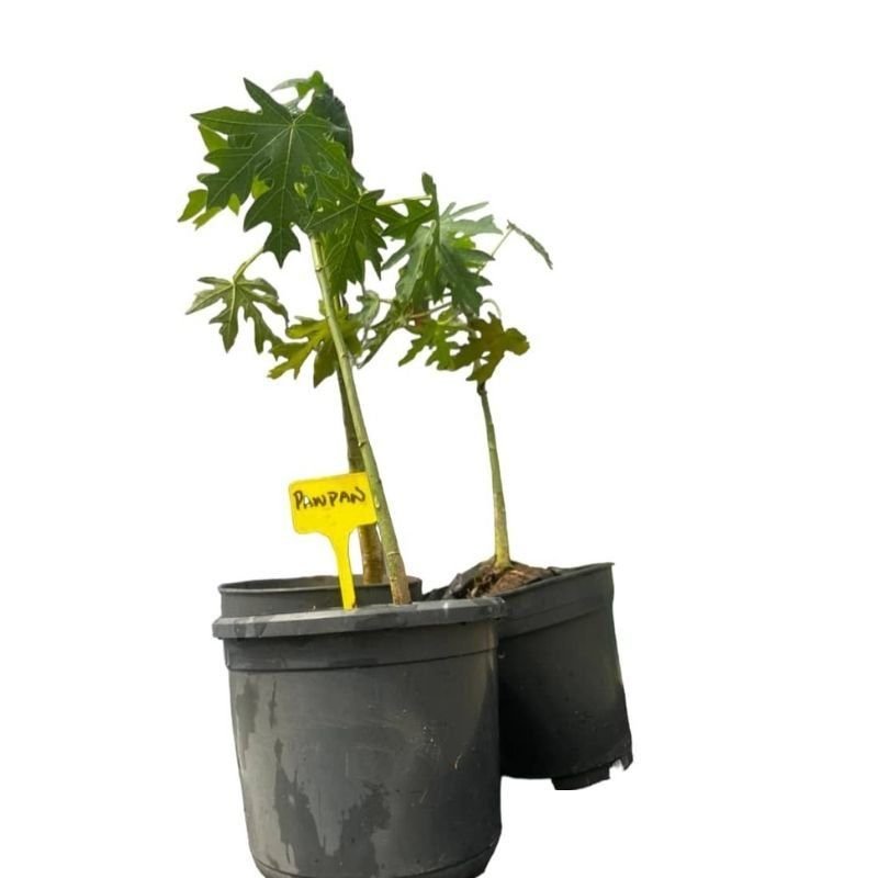 Pawpaw Seedlings - Savvy Gardens Centre