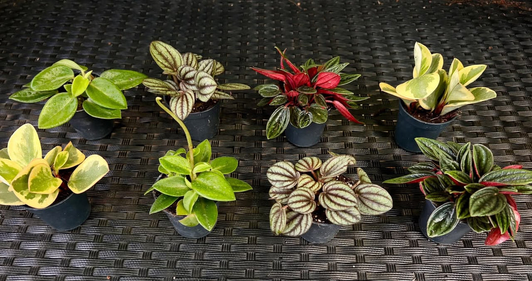 Peperomia Mix 10cm - Savvy Gardens Centre