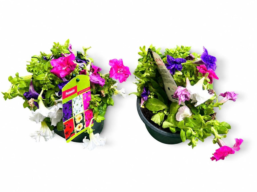 petunia - Savvy Gardens Centre