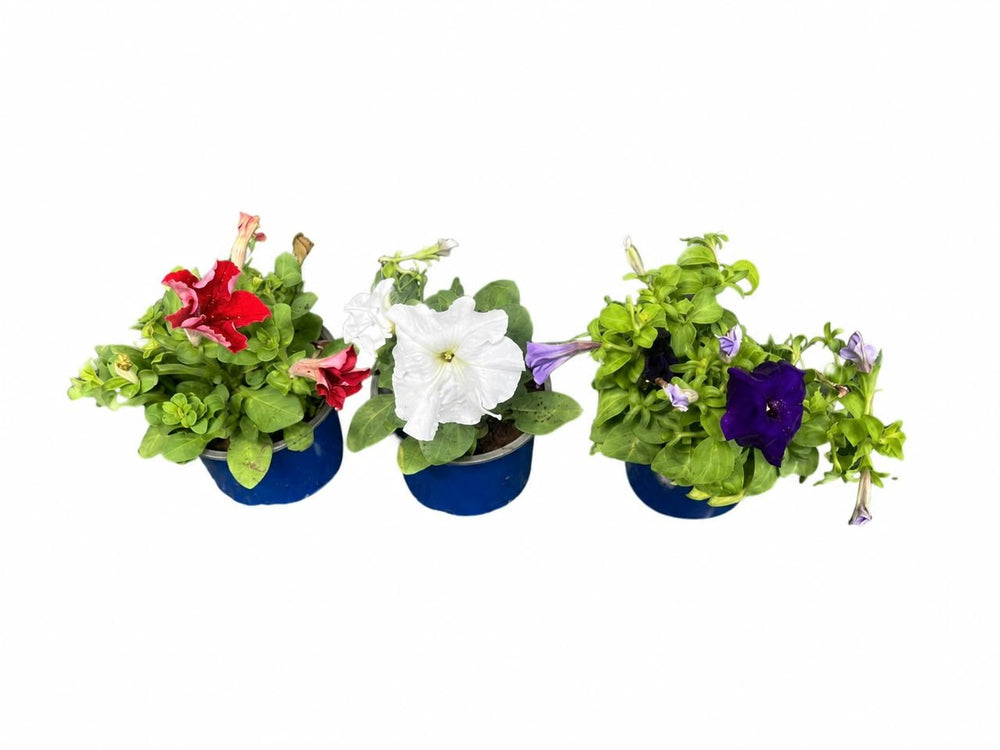 petunia - Savvy Gardens Centre