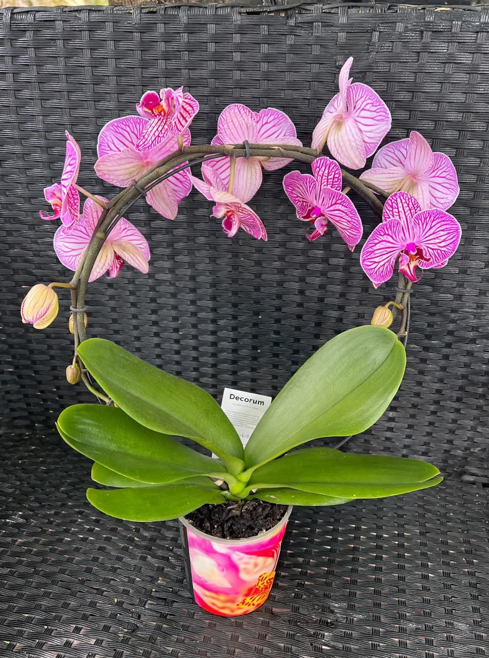 Phalaenopsis Orchid (2Stems) - Savvy Gardens Centre