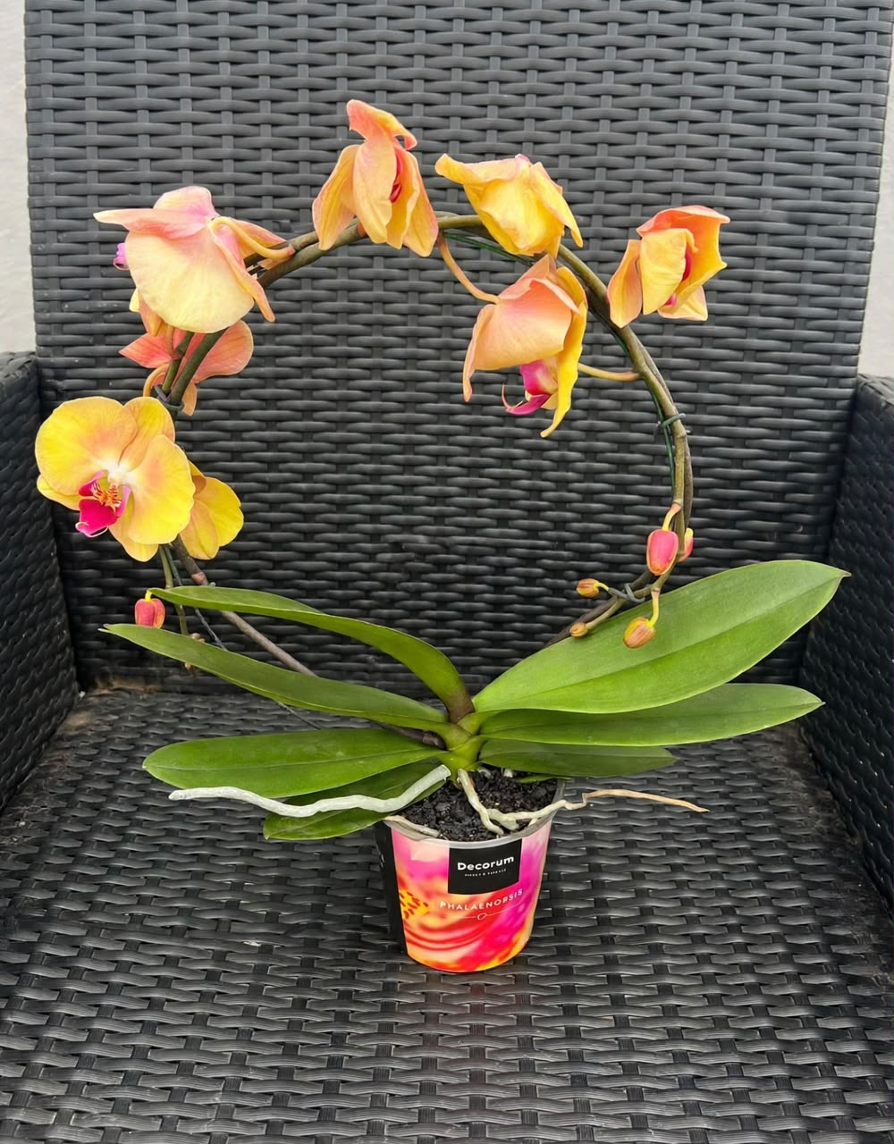 Phalaenopsis Orchid (2Stems) - Savvy Gardens Centre