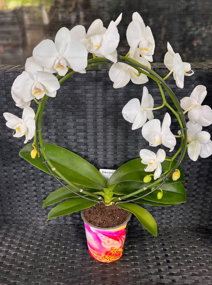 Phalaenopsis Orchid (2Stems) - Savvy Gardens Centre