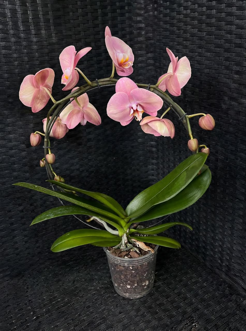 Phalaenopsis Orchid (2Stems) - Savvy Gardens Centre