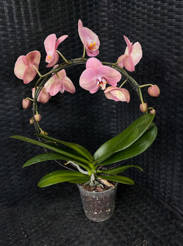 Phalaenopsis Orchid (2Stems) - Savvy Gardens Centre