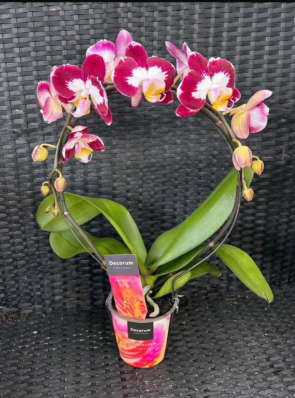 Phalaenopsis Orchid (2Stems) - Savvy Gardens Centre