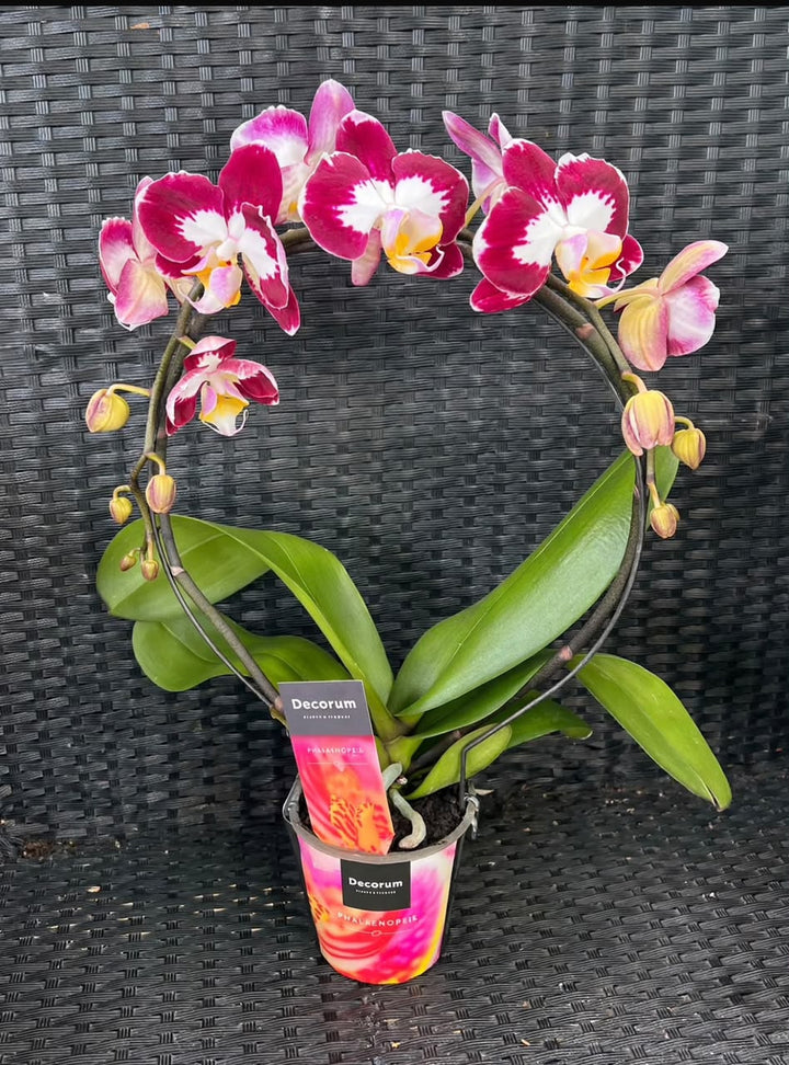 Phalaenopsis Orchid (2Stems) - Savvy Gardens Centre