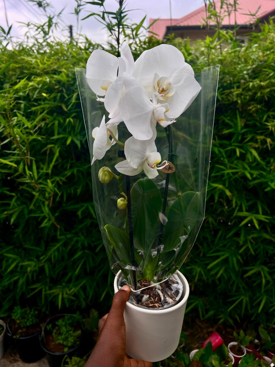 Phalaenopsis - Savvy Gardens Centre