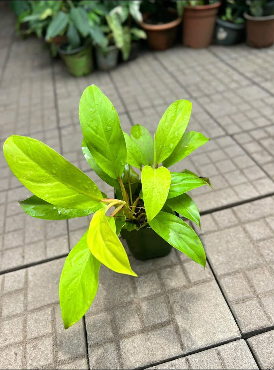 Philodendron Lemon Lime - Savvy Gardens Centre