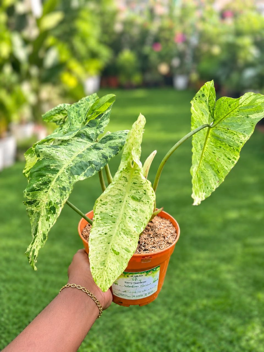 Philodendron Paraiso Verde - Savvy Gardens Centre