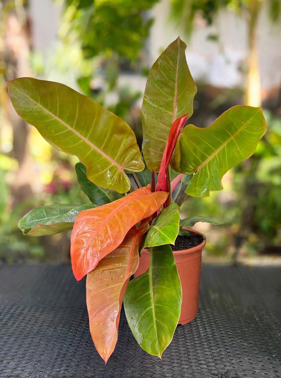 Philodendron Prince Of Orange (80cm) - Savvy Gardens Centre
