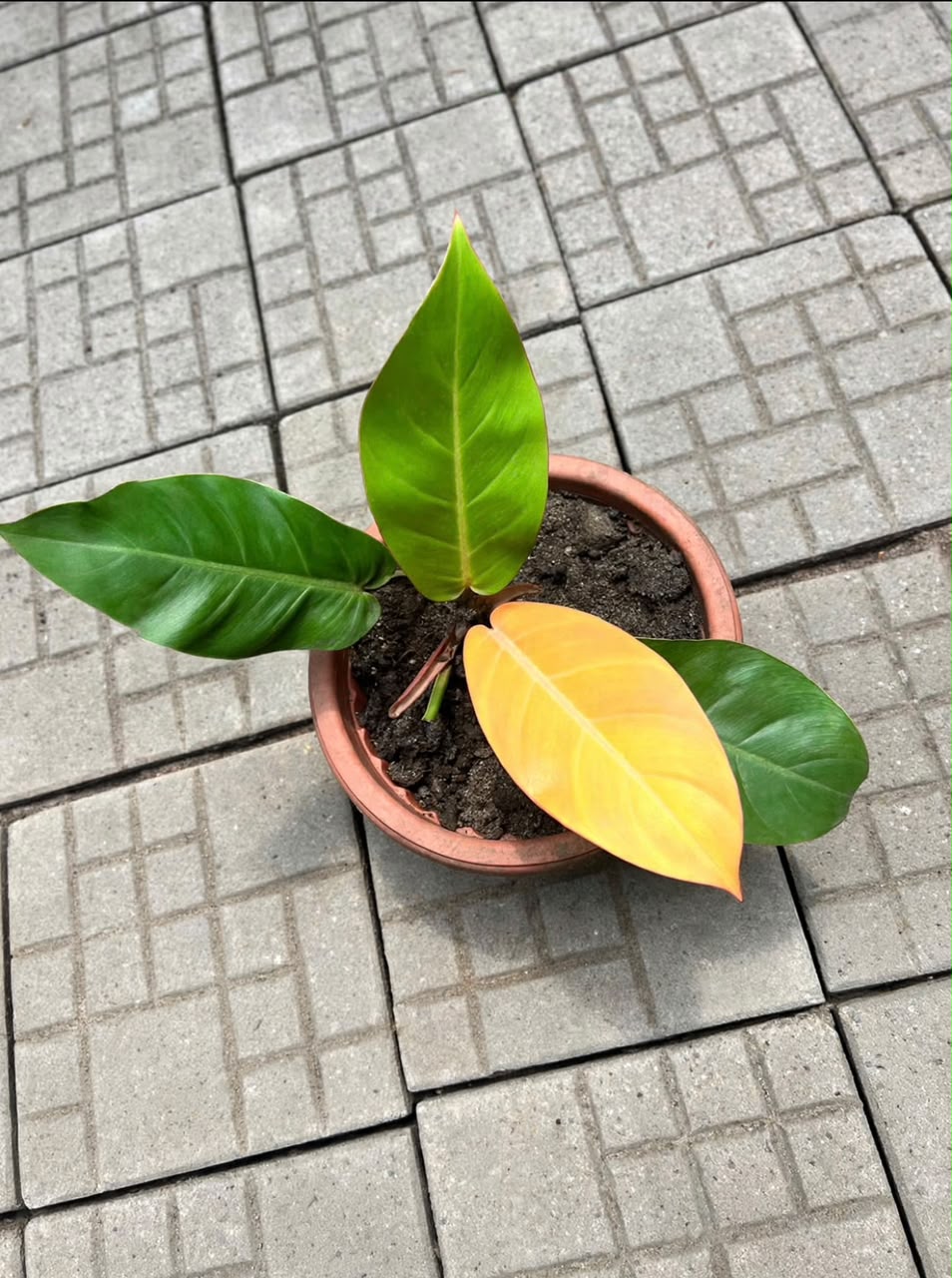 Philodendron 'Prince of orange' - Savvy Gardens Centre