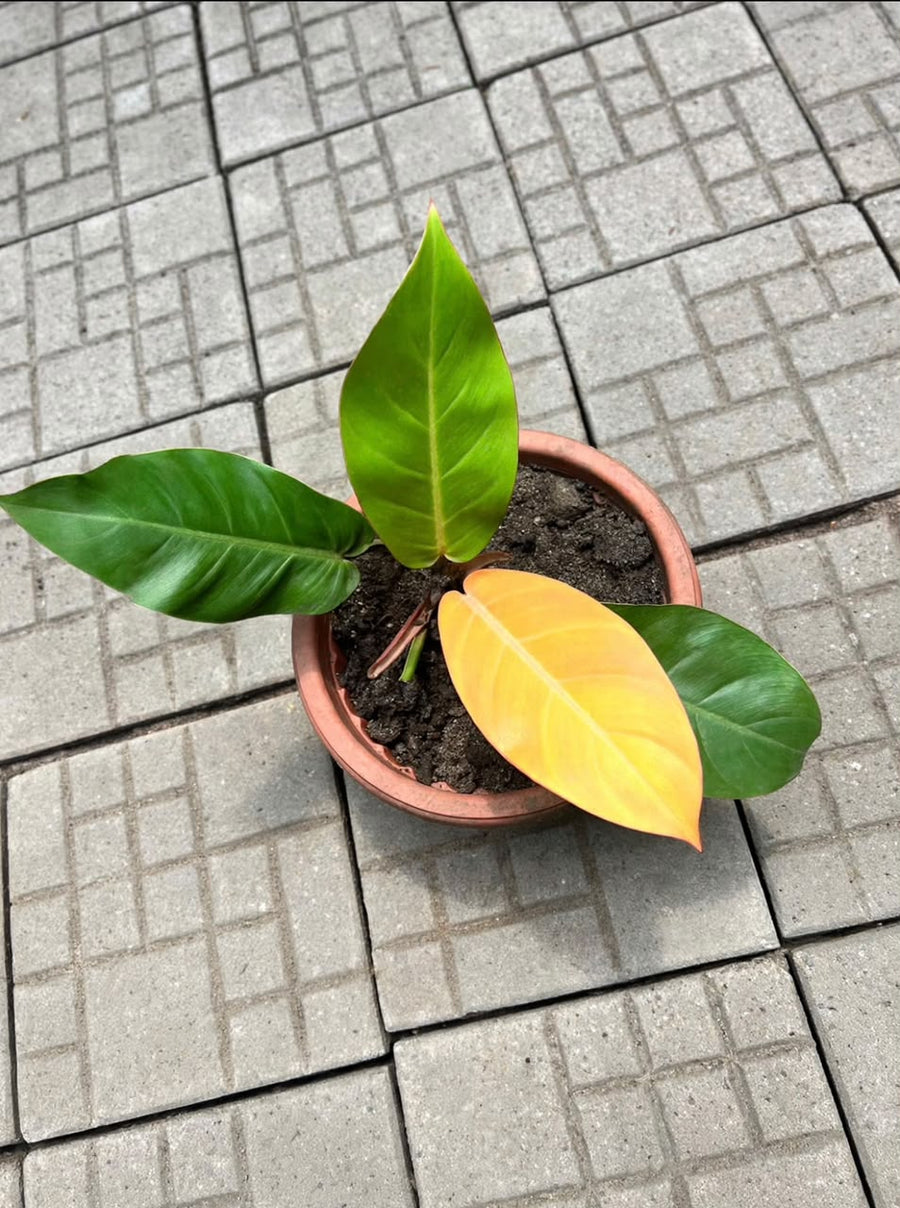 Philodendron 'Prince of orange' - Savvy Gardens Centre