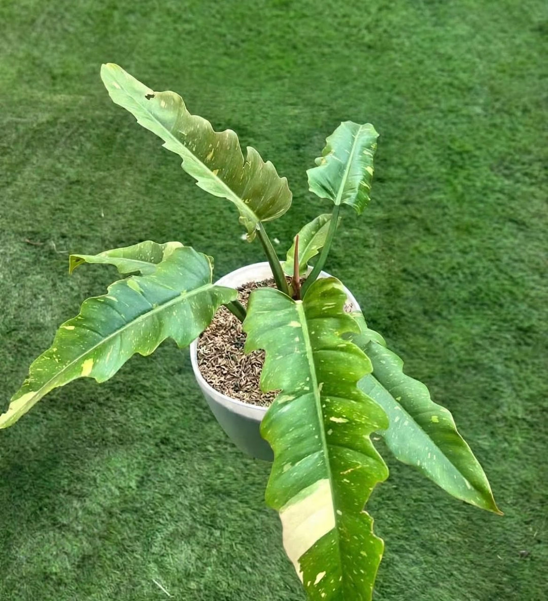 Philodendron 'Ring of Fire' - Savvy Gardens Centre