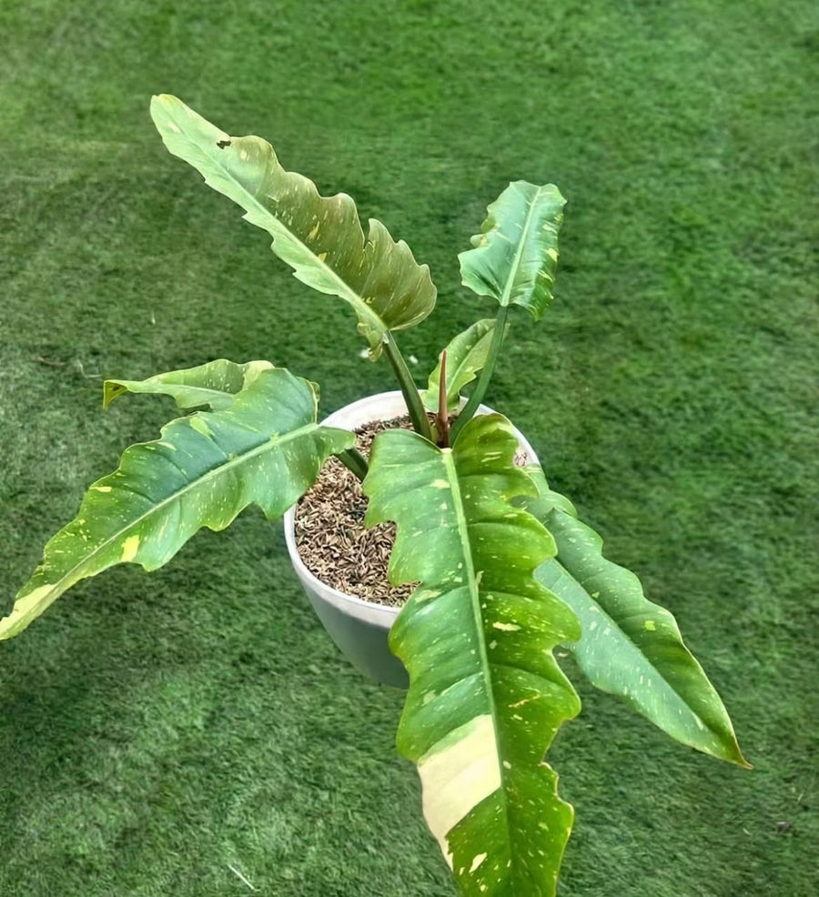 Philodendron 'Ring of Fire' - Savvy Gardens Centre