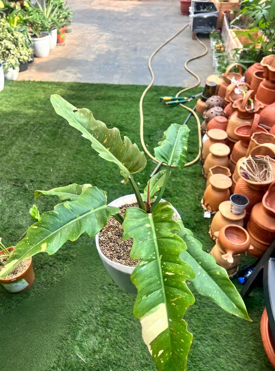 Philodendron 'Ring of Fire' - Savvy Gardens Centre