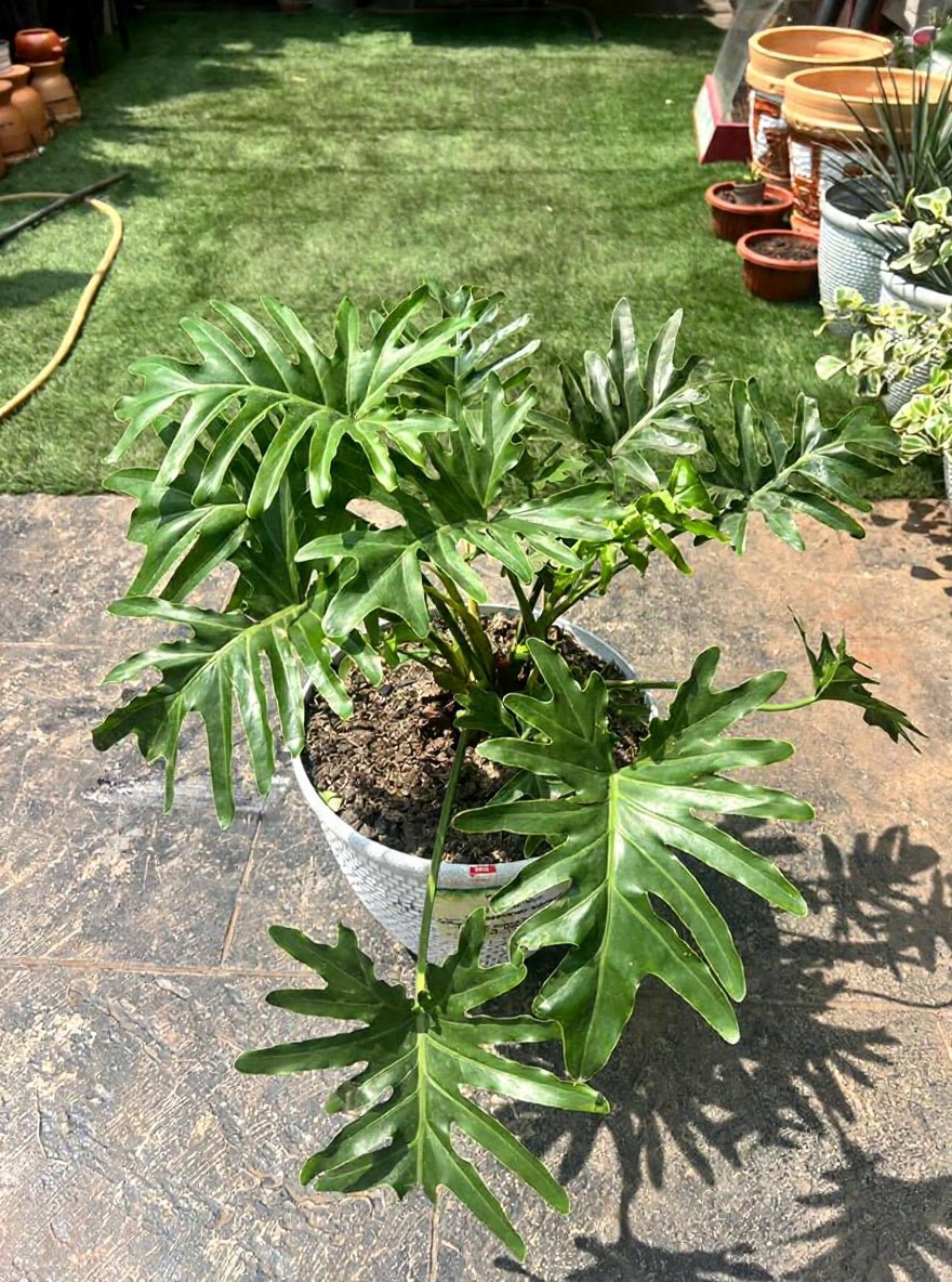 Philodendron Selloum - Savvy Gardens Centre