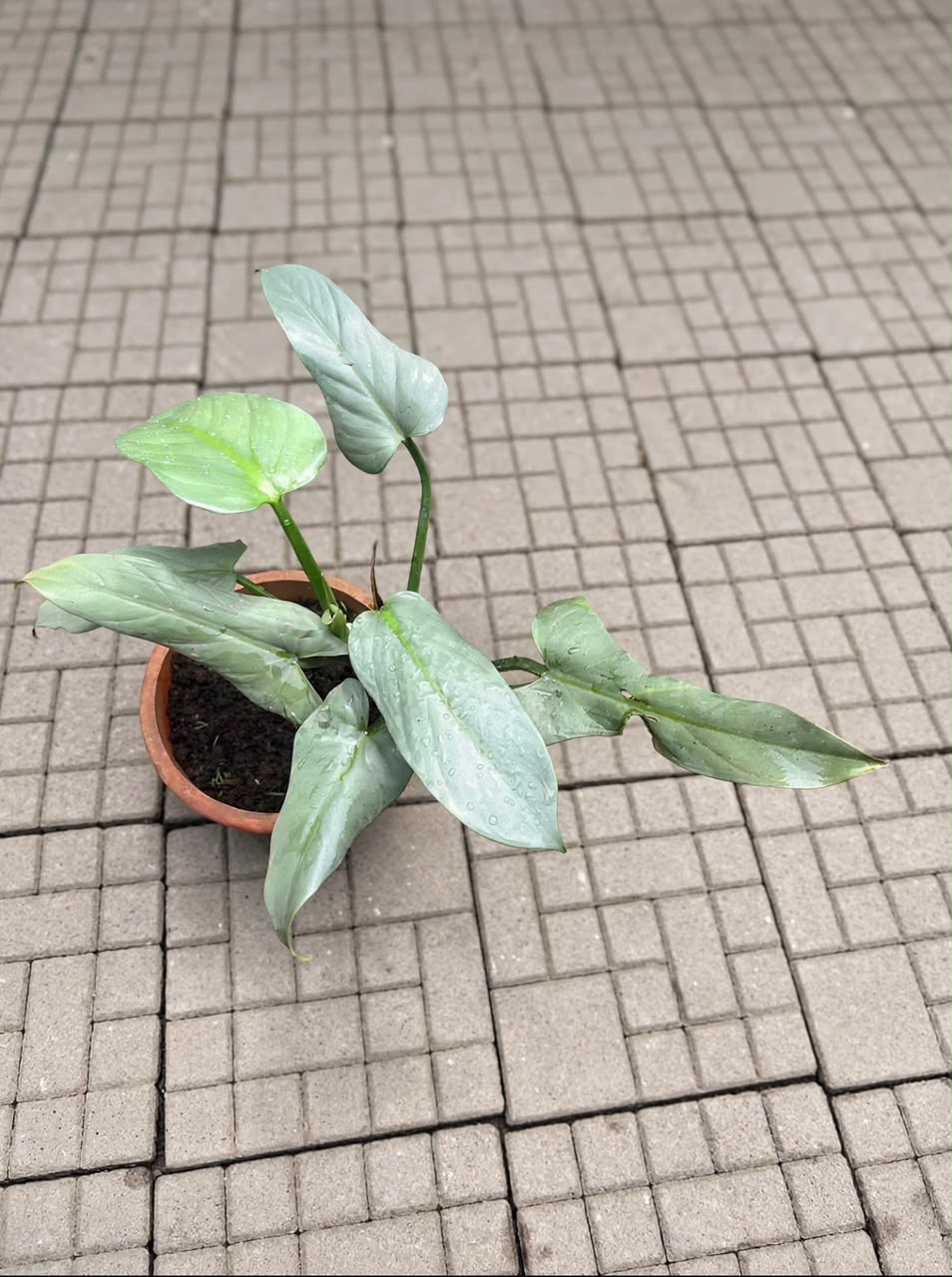 Philodendron Silver Sword - Savvy Gardens Centre