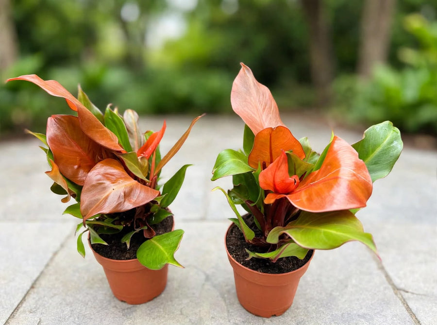 Philodendron Sunlight - Savvy Gardens Centre