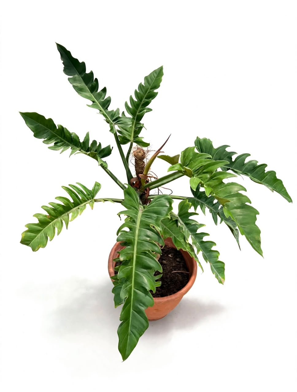 Philodendron Tiger Tooth (Jungle Boogie) - Savvy Gardens Centre