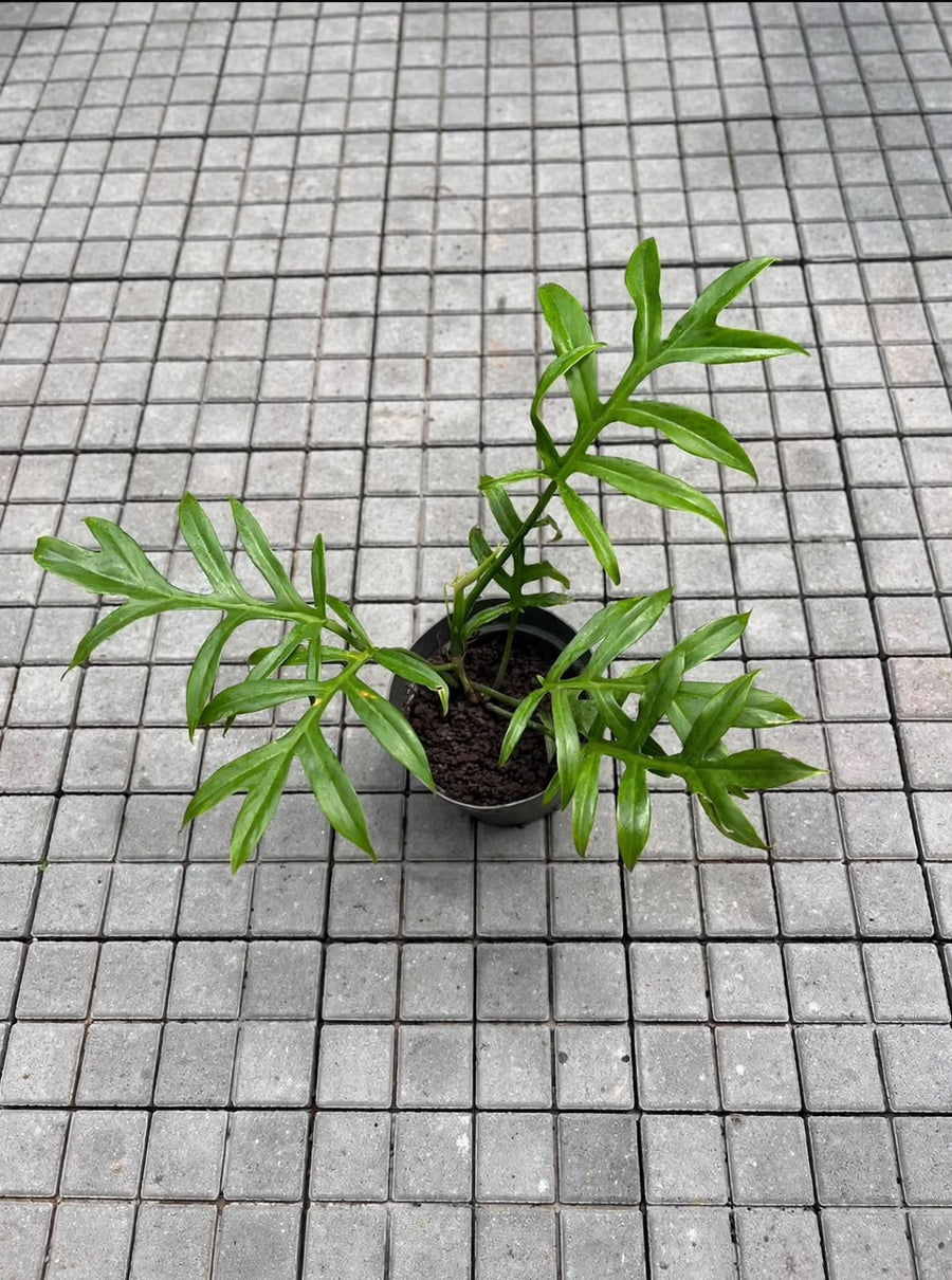 Philodendron Xanadu - Savvy Gardens Centre