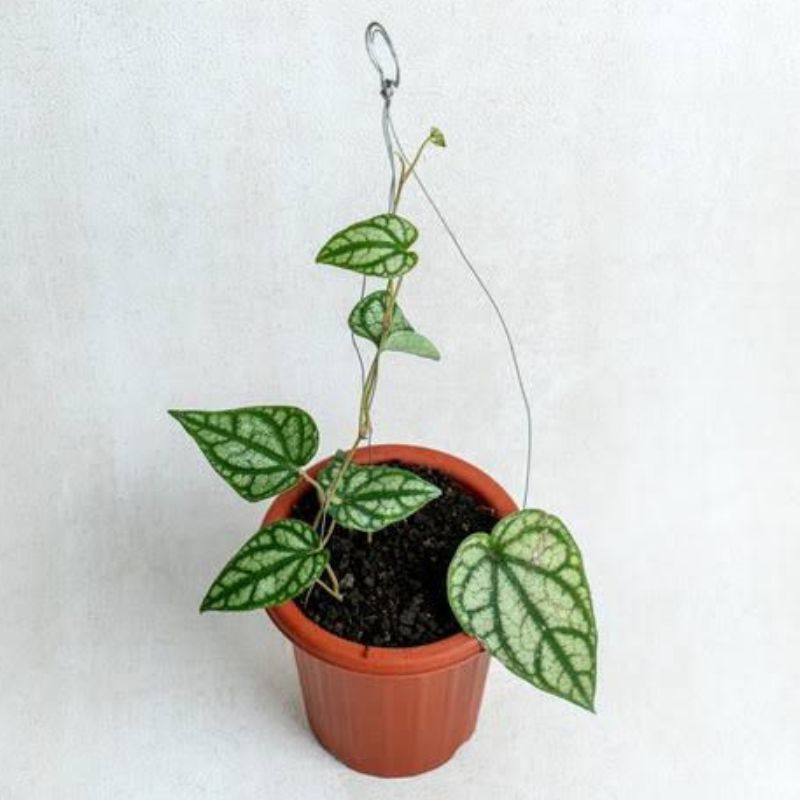 Piper Sylvaticum 10m - Savvy Gardens Centre