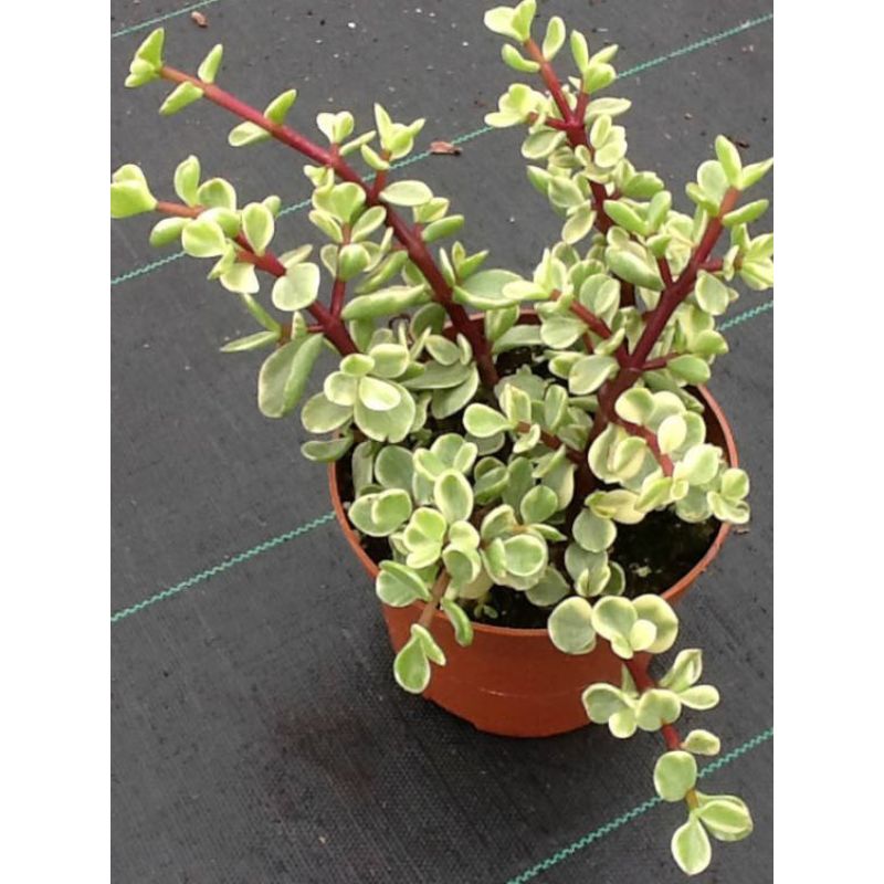Portulacaria Afra Variegata 16cm - Savvy Gardens Centre
