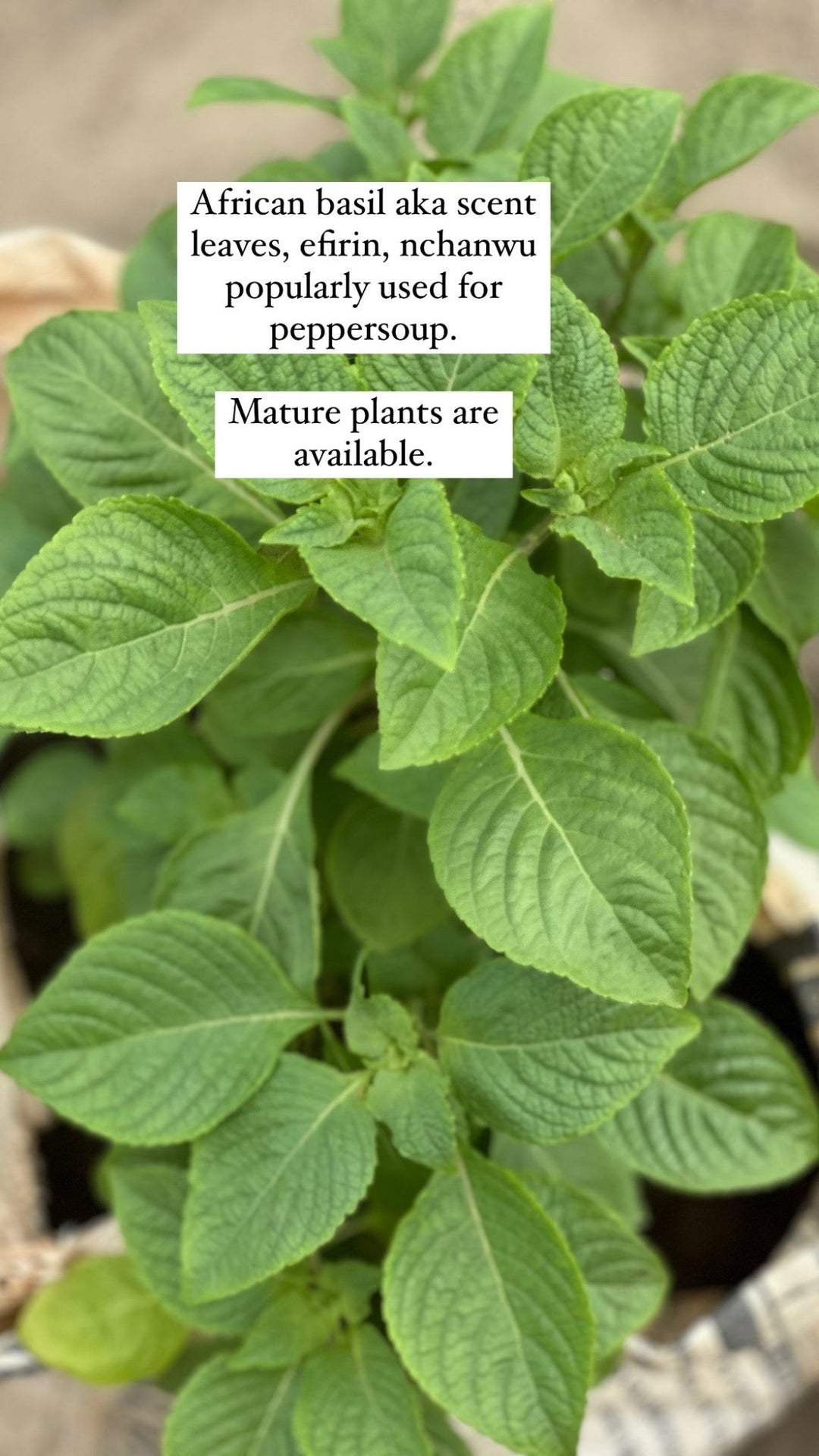 Potted African Basil - Scent Leaves (Efirin) - Savvy Gardens Centre