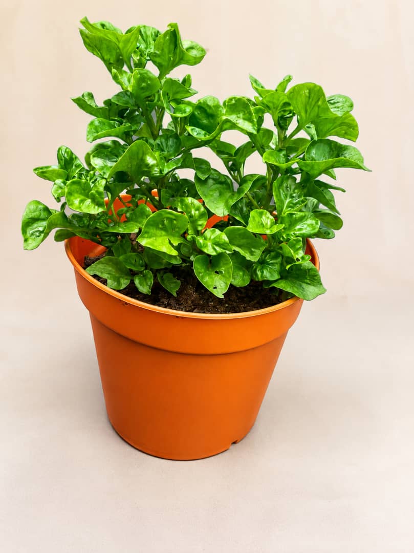 Potted Brazilian Spinach - Savvy Gardens Centre