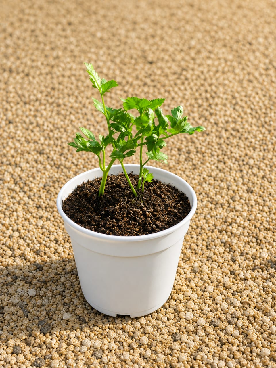 Potted Celery - Savvy Gardens Centre