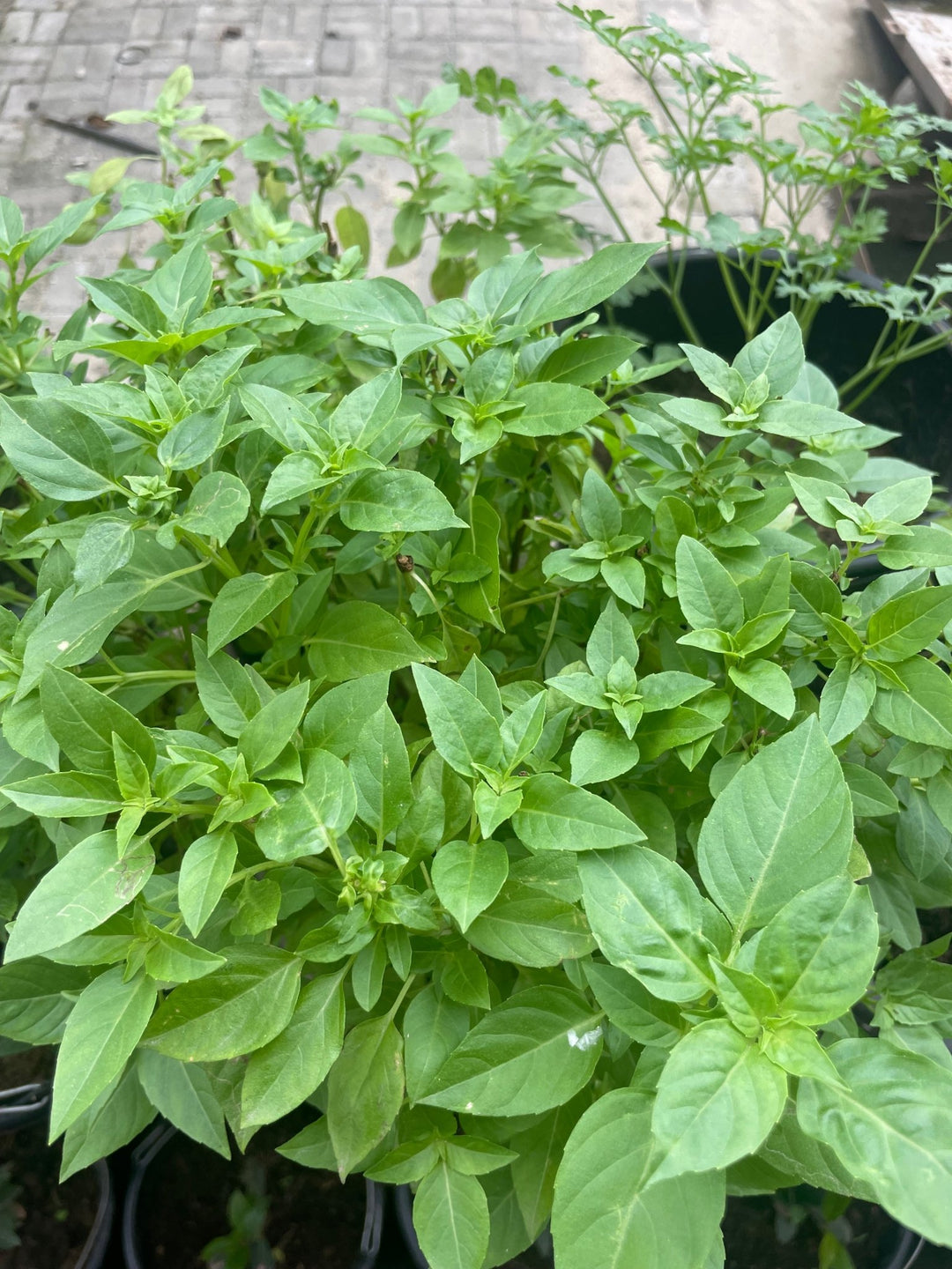 Potted Clove Basil Patminger Curry - Savvy Gardens Centre