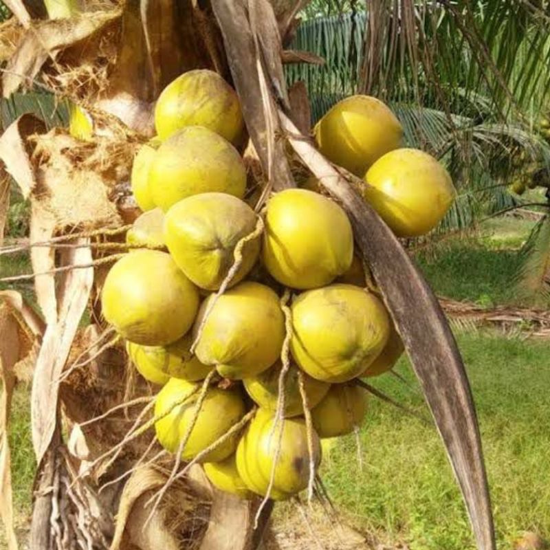 Potted Dwarf Matag Coconut - Savvy Gardens Centre