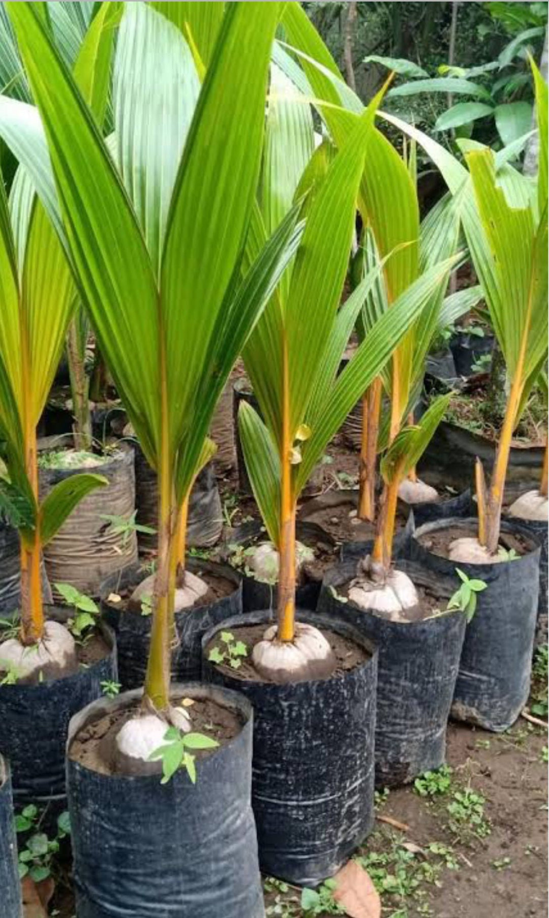 coconut palm potted POTTED DWARF COCONUT
