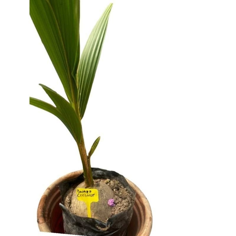 Potted Dwarf Matag Coconut - Savvy Gardens Centre