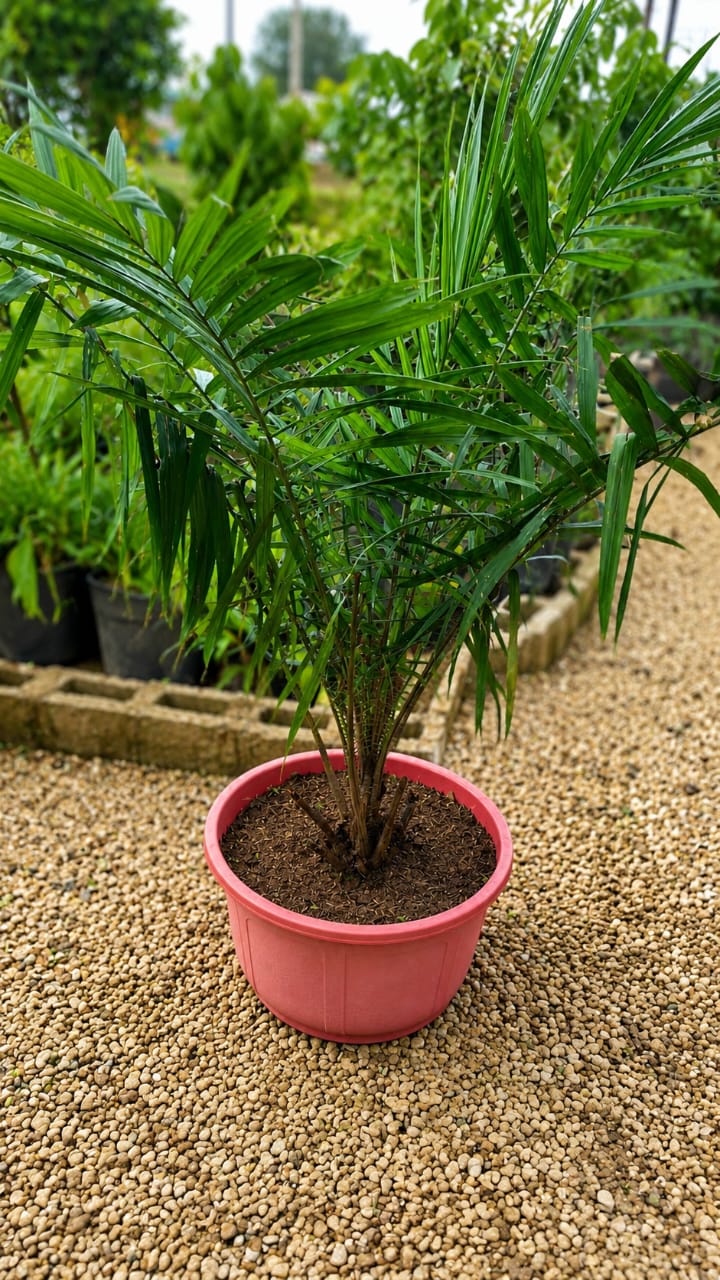 Potted Dwarf Palm Tree - Savvy Gardens Centre